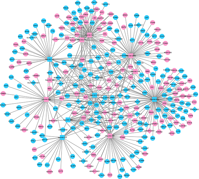 Illustration of the lncRNA&#x2013;miRNA&#x2013;mRNA network.