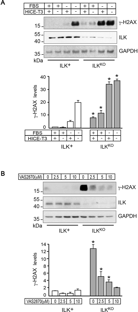 NADPH oxidase-dependent presence of &#x03B3;H2AX in ILKKO keratinocytes.