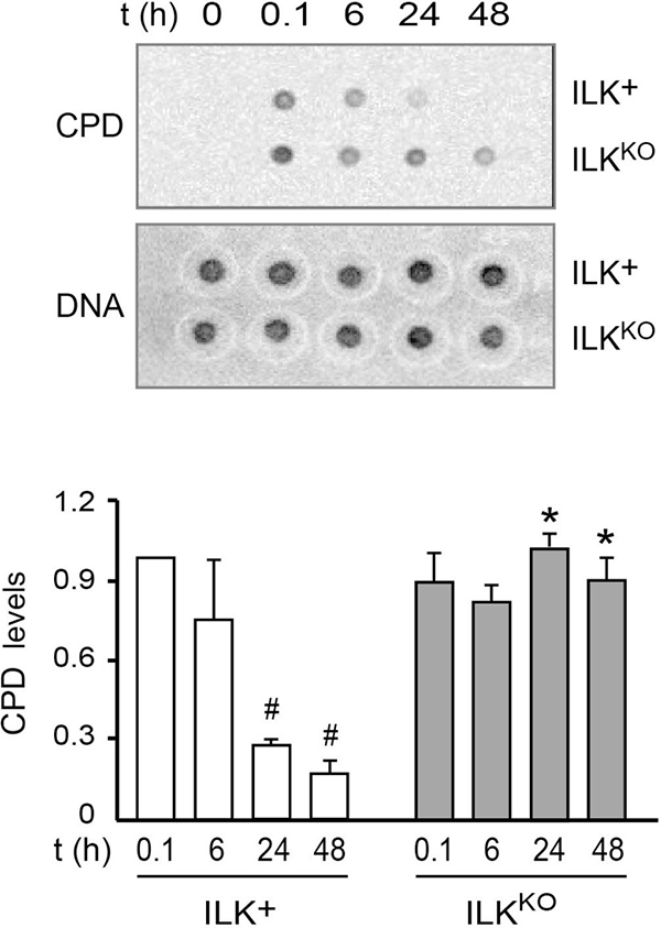 Defective DNA repair following UV-induced damage in ILKKO keratinocytes.