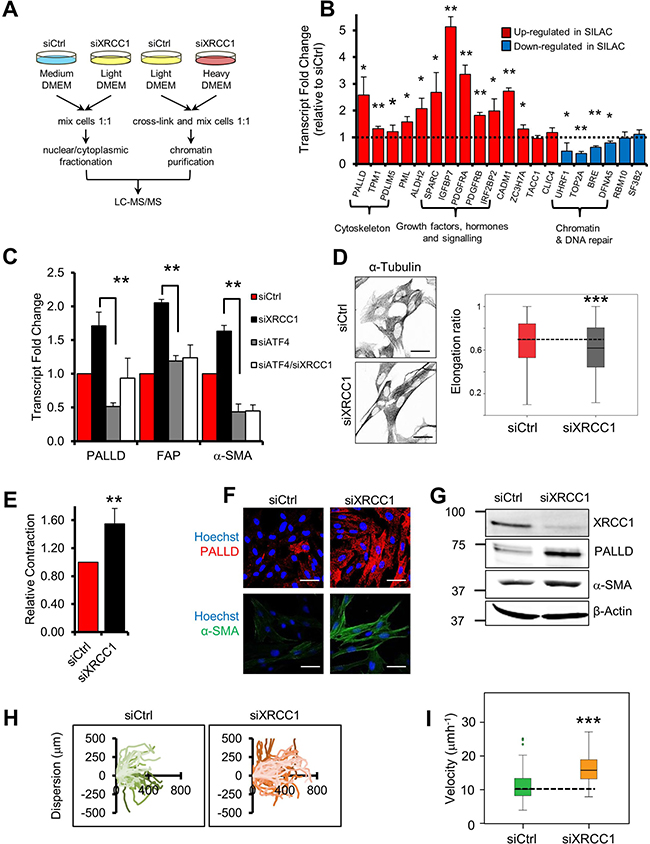 XRCC1 depletion leads to reprogramming of normal fibroblasts into CAF-like cells.