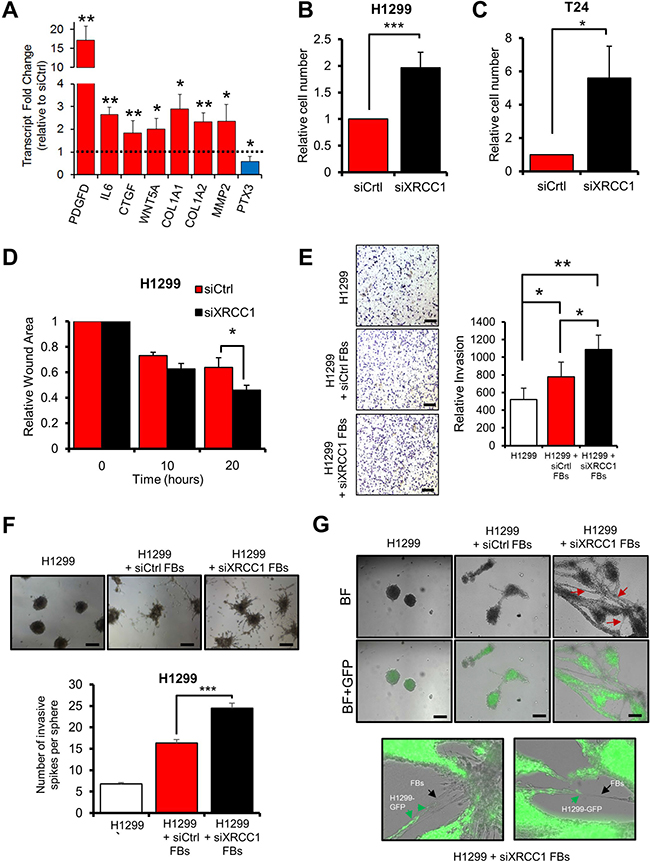 XRCC1 KD fibroblasts promote growth and migration of cancer cells.