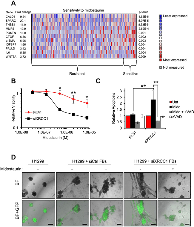 Midostaurin eliminates XRCC1 KD fibroblasts and negatively affects their stimulatory ability towards cancer cells.