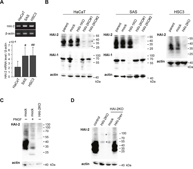 Expression of HAI-2 (SPINT2) in HaCaT and OSCC (SAS and HSC3) cell lines and the generation of SPINT2 knockout sublines.