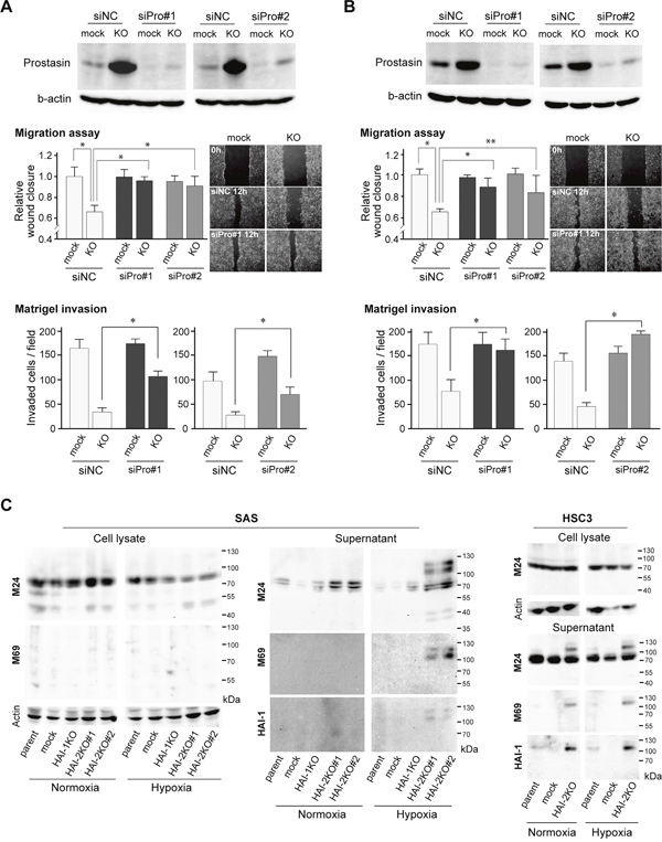 Effects of prostasin silencing on HAI-2 loss-mediated suppression of invasiveness.