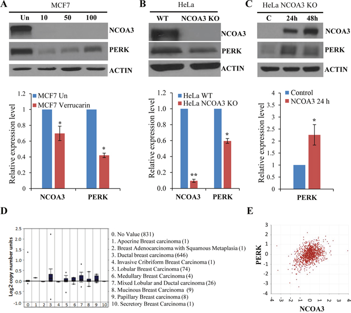 NCOA3 regulates the expression of PERK.