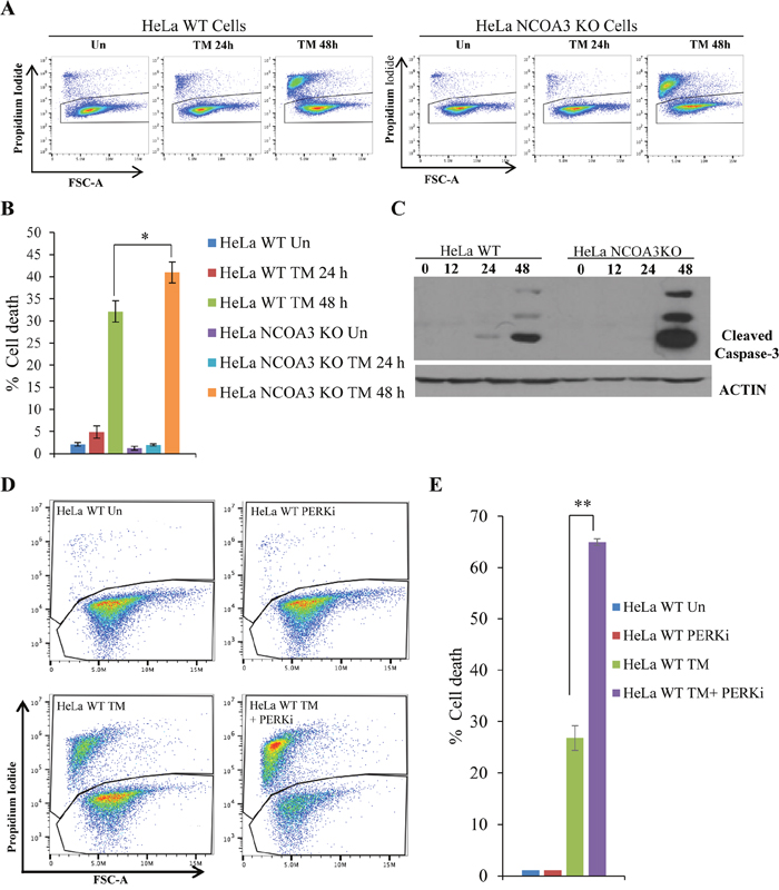 NCOA3-deficient HeLa cells are hypersensitive to ER stress mediated cell death.