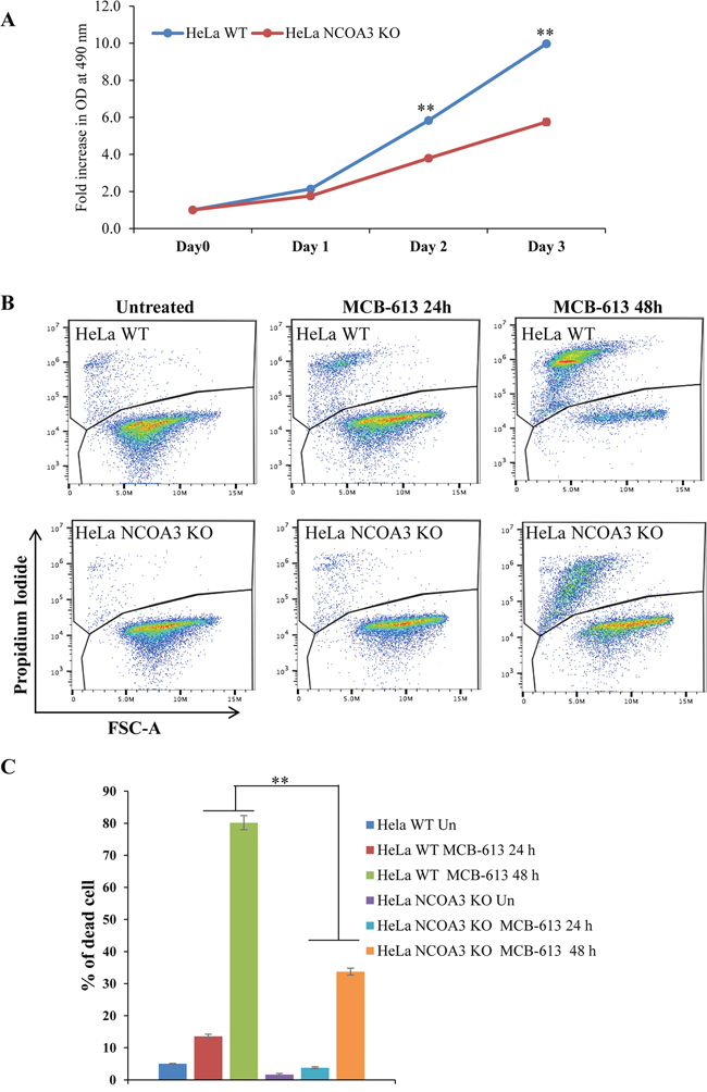 NCOA3-deficient HeLa cells are resistant to MCB-613 mediated cell death.