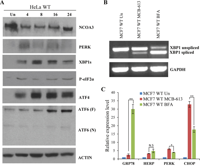MCB-613 leads to enhanced activation of PERK signalling.