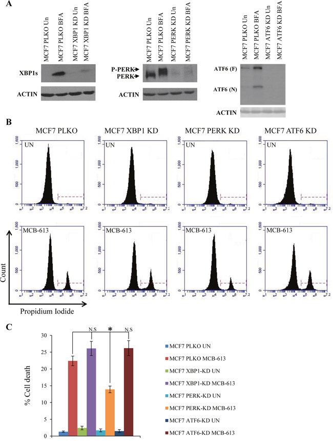 MCB-613 induces PERK dependent cell death.