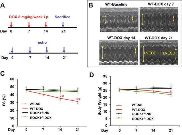 Time course study of doxorubicin cardiotoxicity.