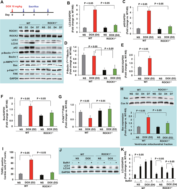 ROCK1 deletion inhibited the early onset of doxorubicin-induced autophagy dysregulation and apoptosis.