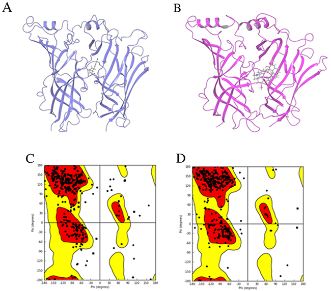 Homology modeling results.