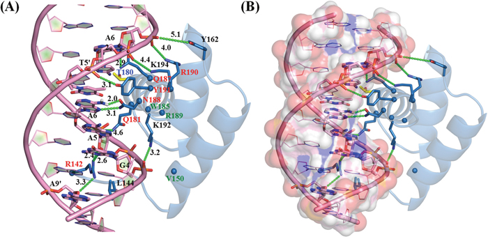 NKX2.5-DNA Interaction map: Residue level interaction between NKX2.5 and DNA (ANF-242).