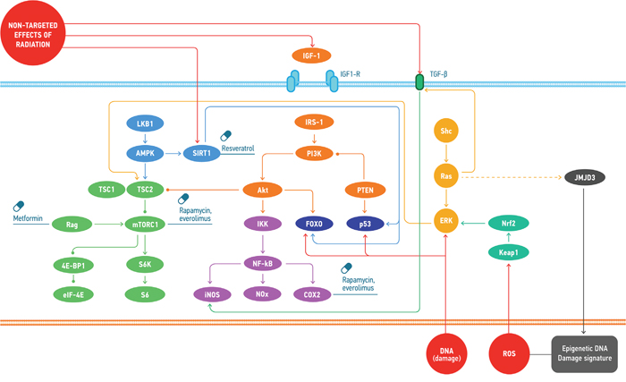 Common molecular mechanisms involved in the response to the effects of space radiation and the geroprotectors affecting the regulation of those.