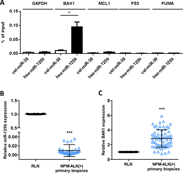 MiR-125b targets BAK1 mRNA in NPM-ALK-positive ALCL cells.