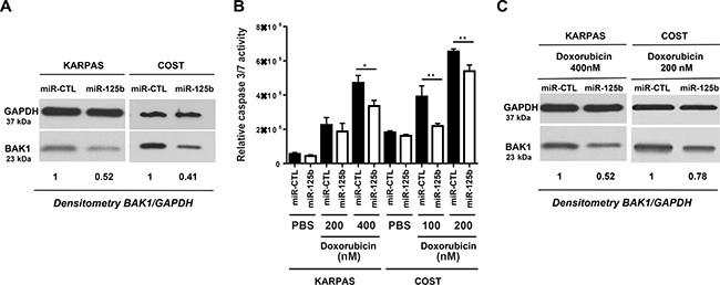 MiR-125b/BAK1 signaling impairs the doxorubicin response of NPM-ALK-positive ALCL cells.