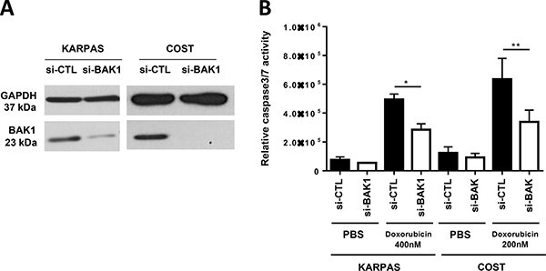 BAK1 silencing mimics the overexpression of miR-125b and leads to doxorubicin resistance in NPM-ALK-positive ALCL cells.