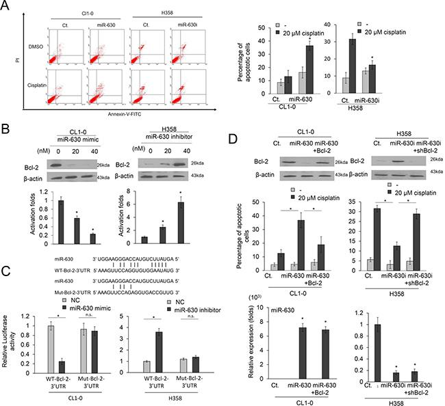 Low miR-630 expression may confer cisplatin resistance and promote colony formation by de-targeting Bcl-2.