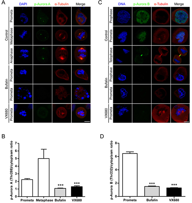 Bufalin prevents Aurora A recruitment to mitotic centrosomes and Aurora B recruitment to unattached kinetochores.