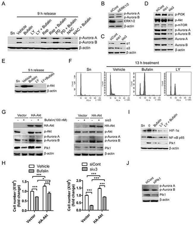 Bufalin regulates the activities of Aurora A/B through PI3K-Akt-dependent pathway.