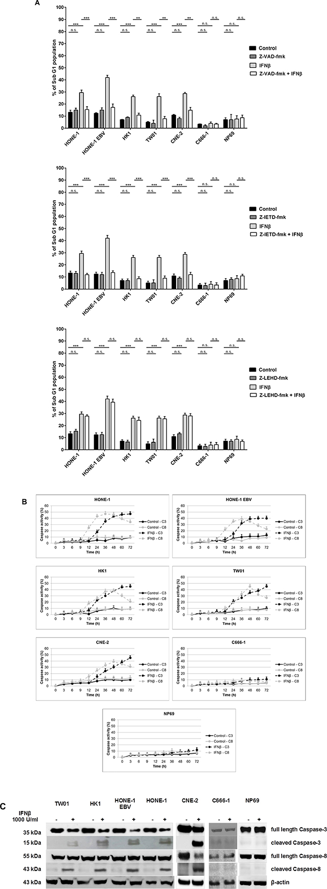 IFN&#x03B2; induces apoptosis via the extrinsic pathway in NPC cells.