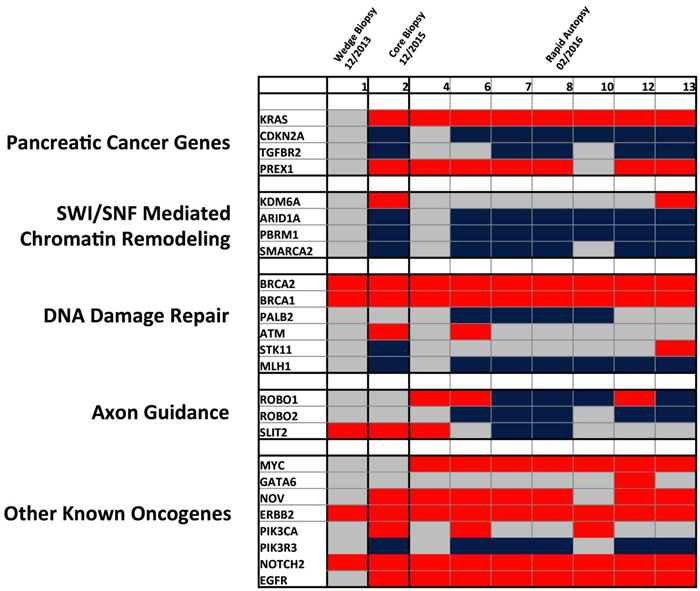 Heatmap of detected copy number variations detected across tissue samples.