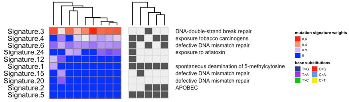 Mutation patterns were defined for each tumor sample using inferred exome sequencing mutations.