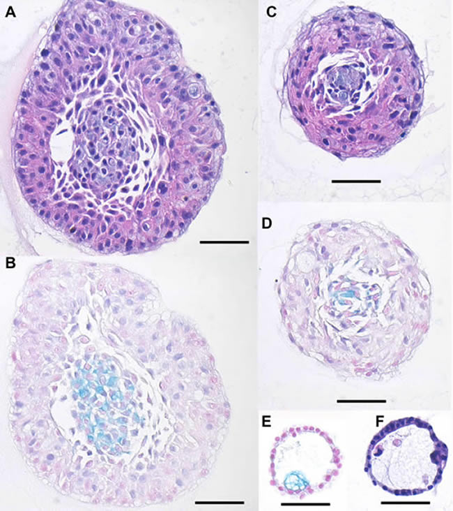 Histologic analysis of hM1 organoids.