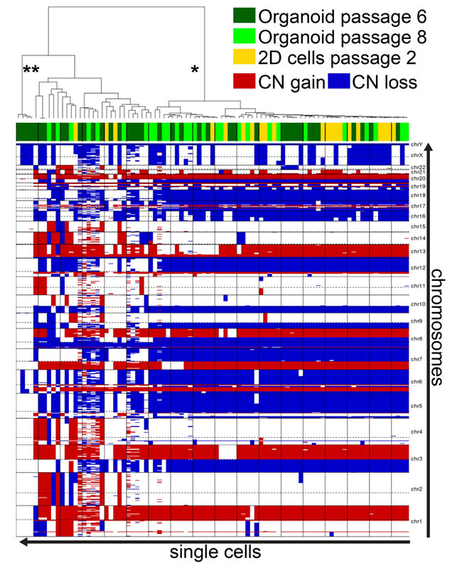 hM1 DNA copy number analysis heatmap.