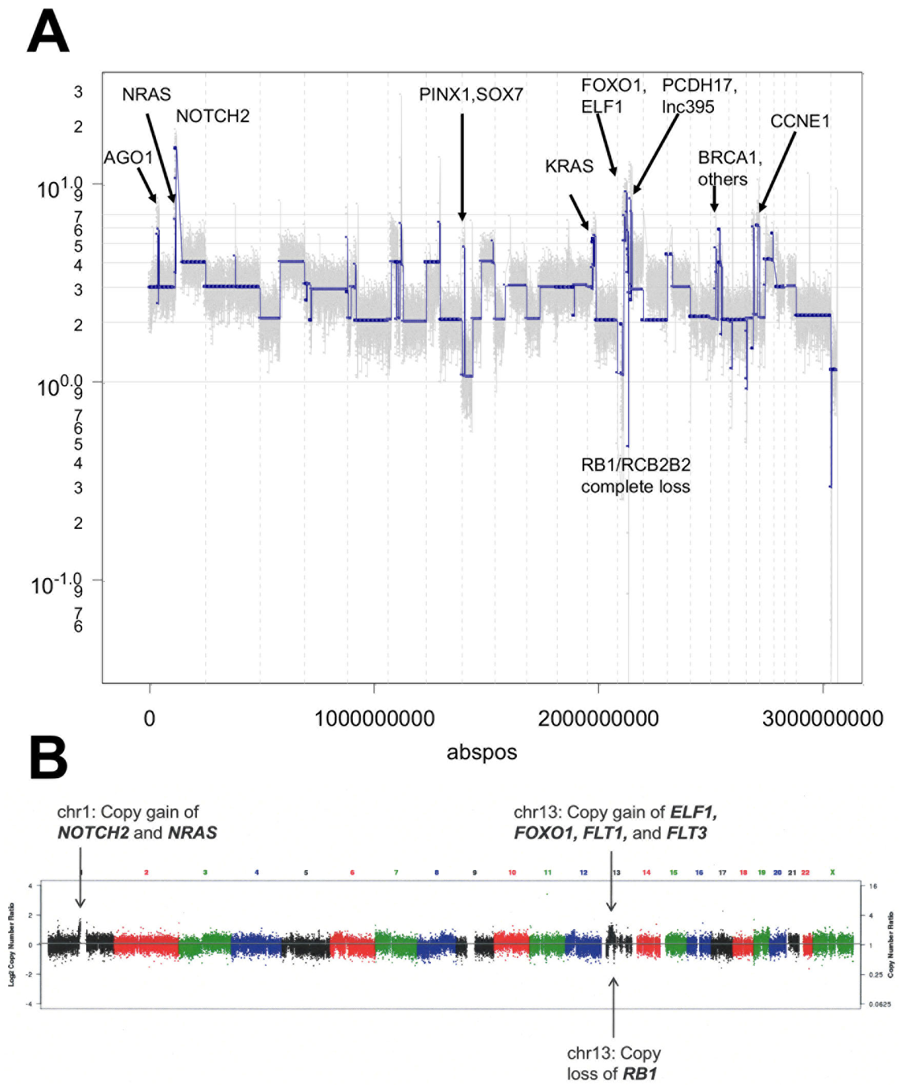 Copy number analysis of hM1.