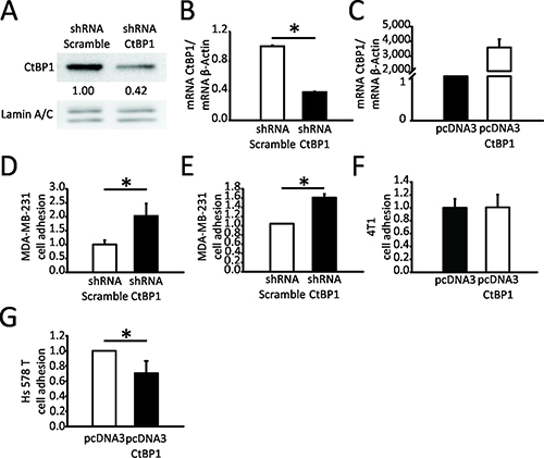 CTBP1 diminishes MDA-MB-231 and Hs578T cell adhesion.