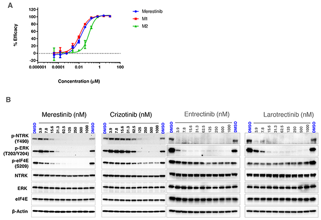 In vitro effect of merestinib treatment on cell-based NTRK1 inhibition.