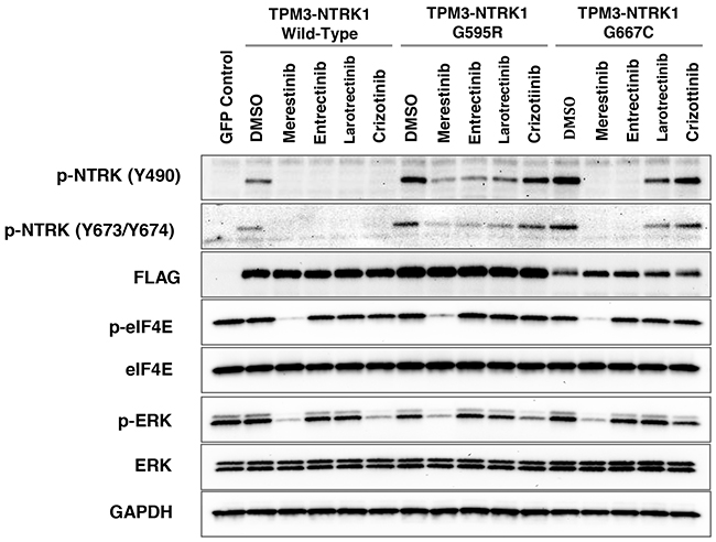 Evaluation of NTRK inhibitors with NIH-3T3 cells transfected with G595R or G667C mutation in TPM3-NTRK1 fusion in vitro.