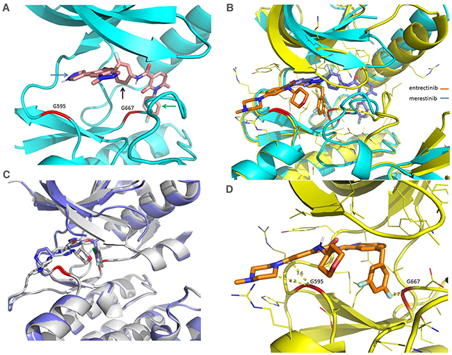 Comparison of X-Ray crystal structures of NTRK1 bound to merestinib and entrectinib, and structures of ALK bound to entrectinib and crizotinib.