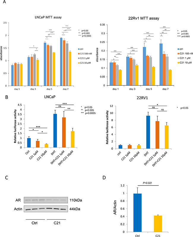 C21 suppressed cell proliferation and down-regulated the expression of AR in LNCaP and 22RV1 cells.