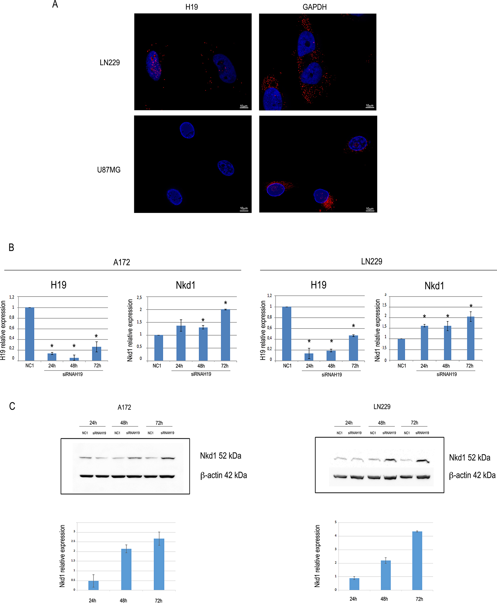 H19 localizes at both nuclear and cytoplasmic regions in LN229 glioblastoma cells, and its knock-down increases the expression of Nkd1.