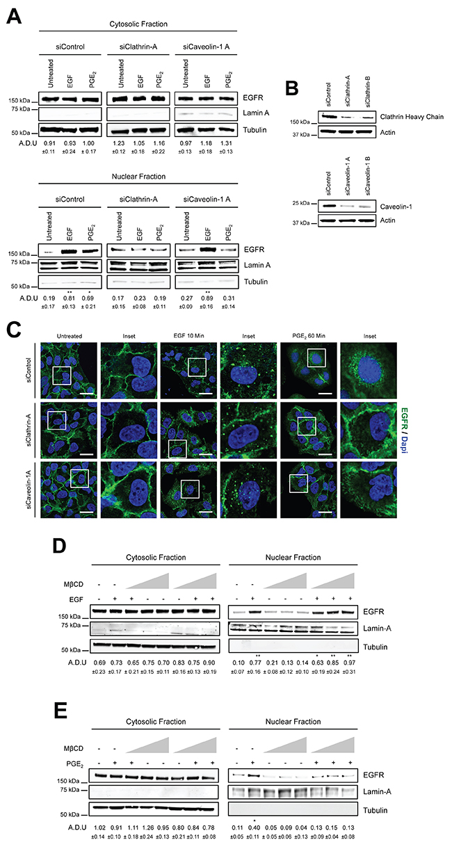 PGE2 promotes EGFR internalization via Clathrin- and Caveolin-mediated endocytosis.