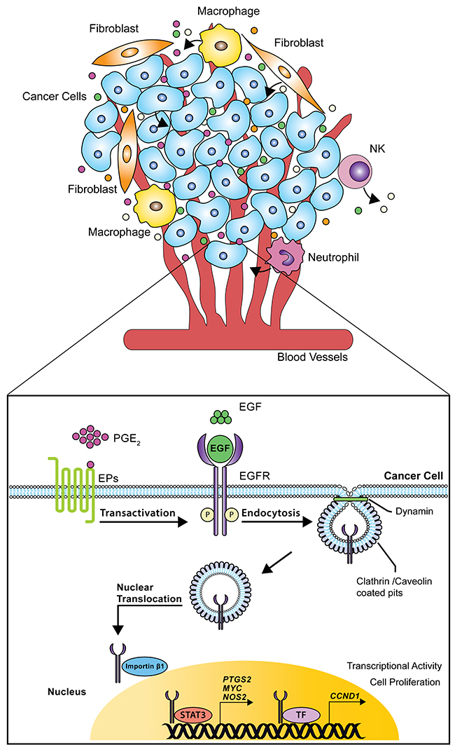 Schematic model of nuclear EGFR signaling in NSCLC cells.