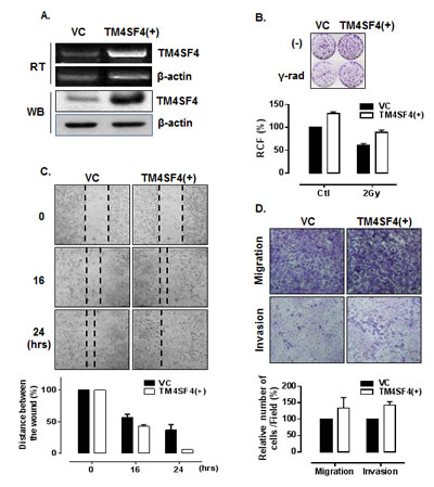 Overexpression of TM4SF4 in A549 cells enhanced cell growth, migration, and invasiveness.