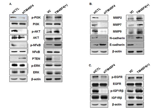 PI3K, AKT, NF-kappaB, PTEN, and MMPs were regulated by TM4SF4 expression in A549 cells .