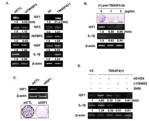 IGF1R activation of TM4SF4-overexpressing A549 cells is induced by enhanced expression of IGF1 via NF-kappaB activation.