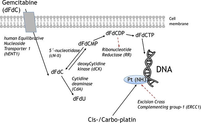 Key determinants of gemcitabine and platinum chemosensitivity/resistance.