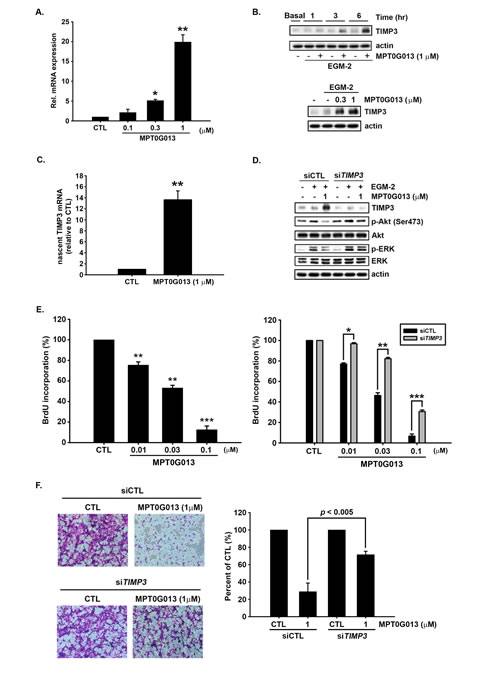 Induction of TIMP3 expression by MPT0G013 inhibits angiogenesis.