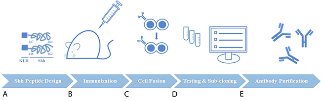 Figure 1: Schematic of experimental procedures for generation of novel anti-Sonic Hedgehog (Shh) candidate therapeutic antibodies directed at the carboxy (C)-terminal.