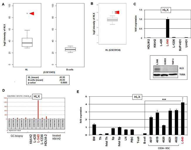 HLX expression in HL.