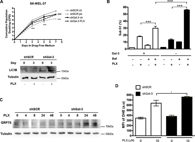 Expression of Gal-3 determines the outcome of PLX-treatment in SK-MEL-37 human melanoma cells through autophagy.