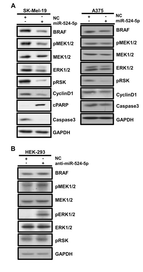 miR-524-5p regulates the MAPK/ERK signaling pathway.