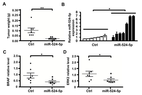 miR-524-5p suppresses the tumorigenicity of melanoma cells