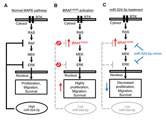 The model of miR-524-5p in MAPK/ERK signaling.