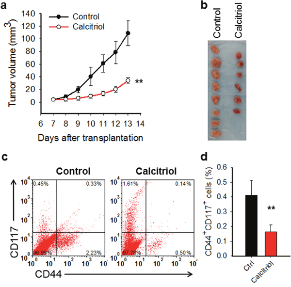 Calcitriol inhibits tumor growth and reduces CSCs in mouse ovarian xenograft model.